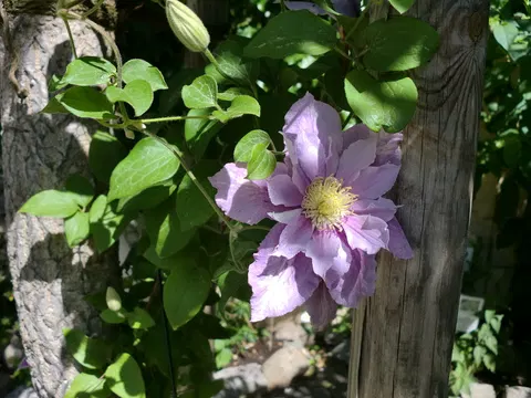 Kräutergarten