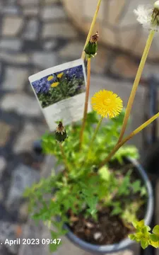 Kräutergarten Hof