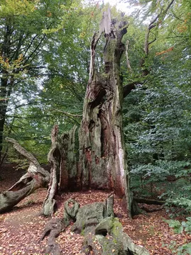 Urwaldführung
