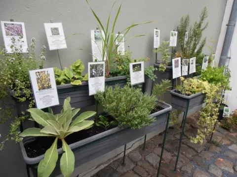 Der Kräutergarten im Apothekenmuseum