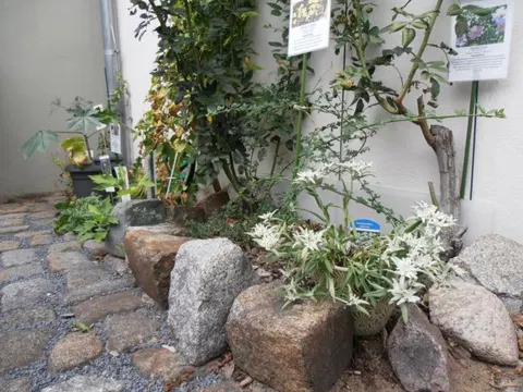 Der Kräutergarten im Apothekenmuseum
