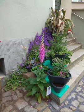 Der Kräutergarten im Apothekenmuseum