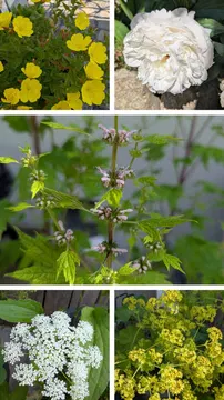 Pfingstgrüße aus dem Kräutergarten (Fotos: © brandenburgisches-apothekenmuseum.de)
