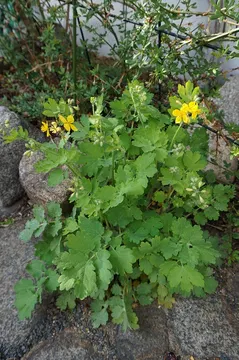 Schöllkraut